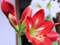 Foto 034